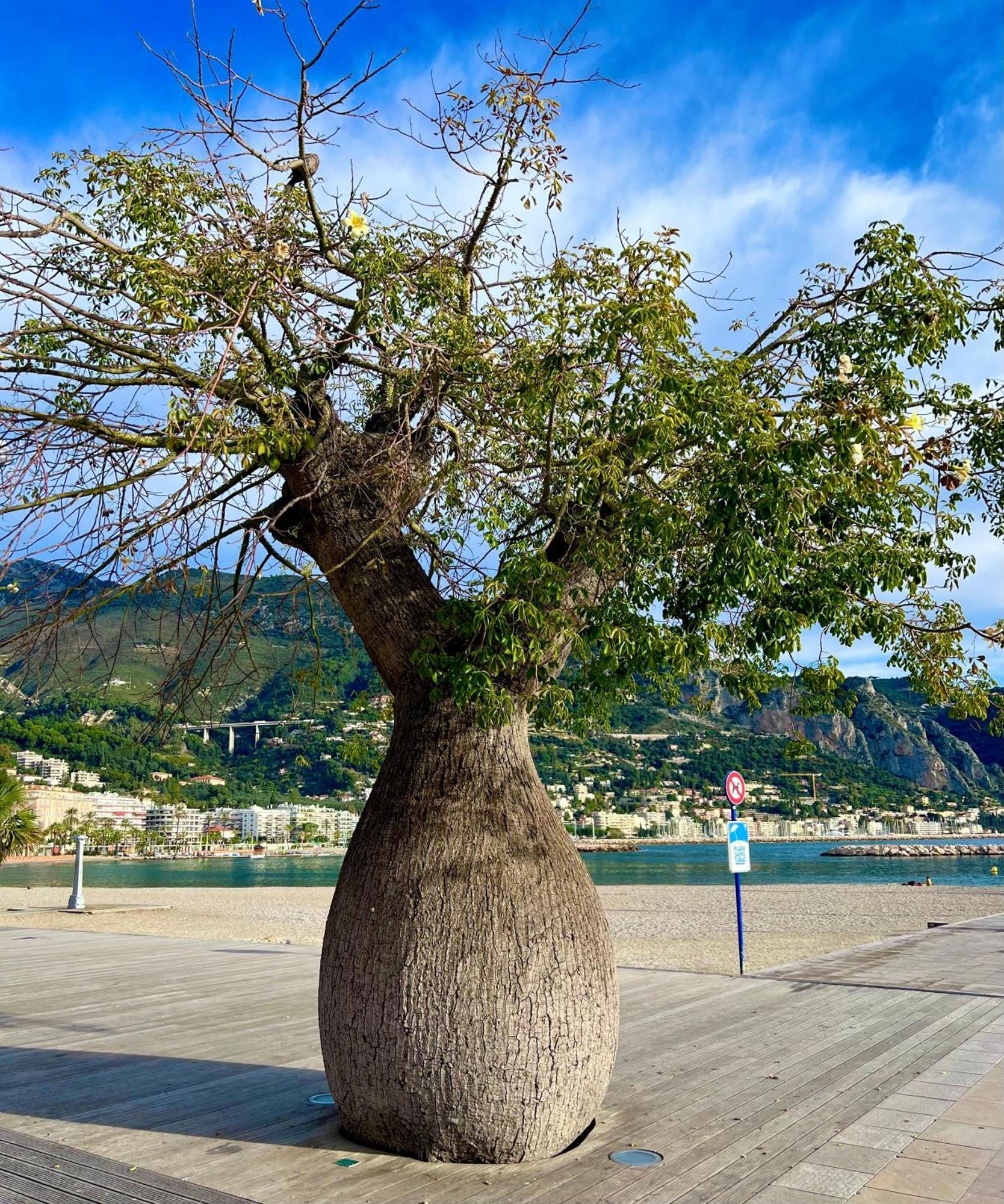 Magnifique Duplex Vue Mer Menton Eksteriør billede